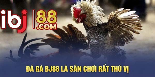 Đá gà BJ88 rất nổi bật