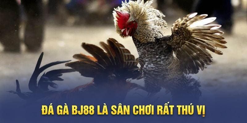 Lời khuyên từ đá gà bj88 là bình tĩnh khi đặt cược