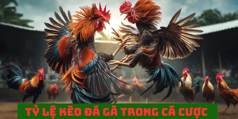 Tỷ lệ kèo đá gà đem đến nhiều thông tin quan trọng trong cá cược